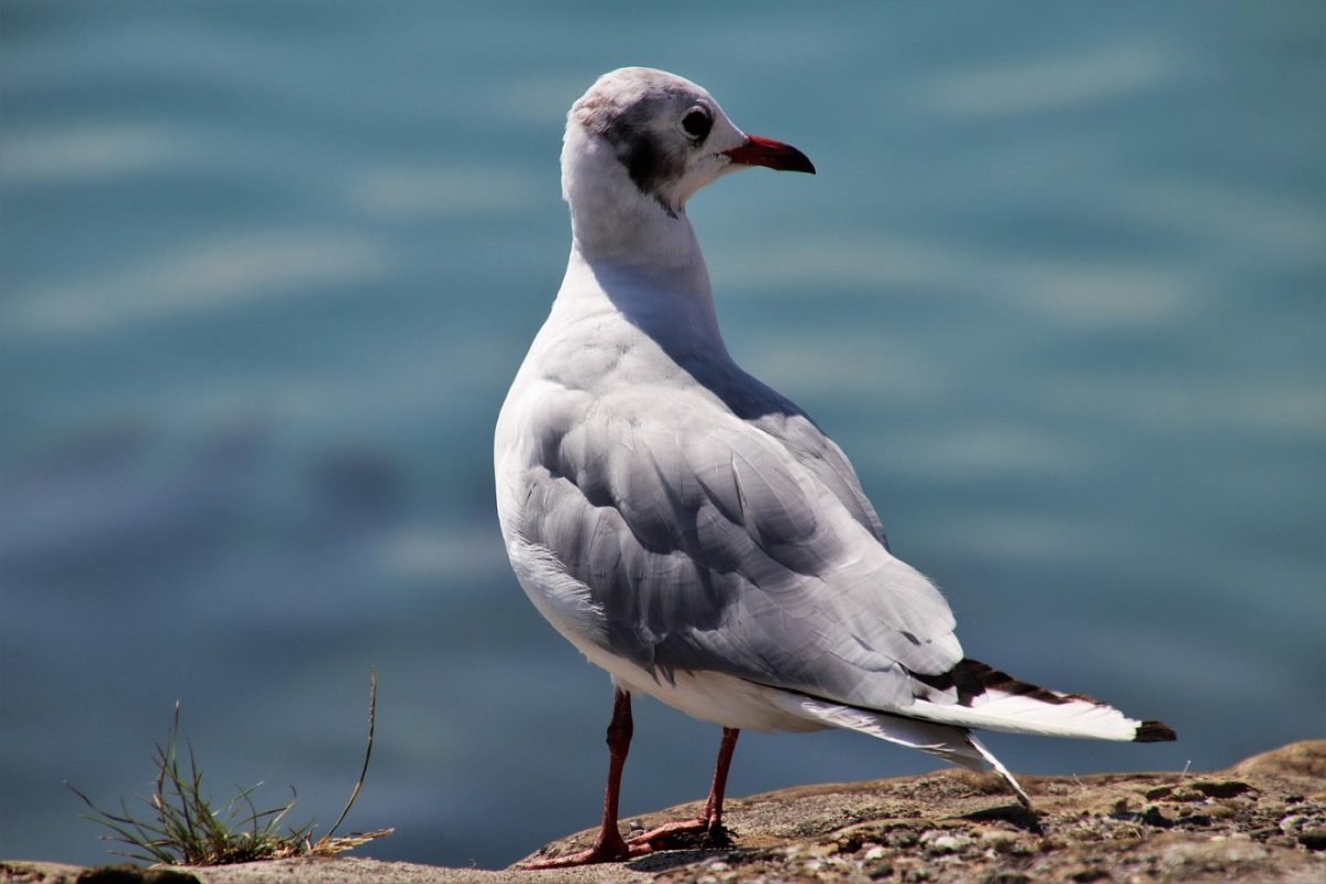 Ateliers d'écriture en bord de mer : guide pratique