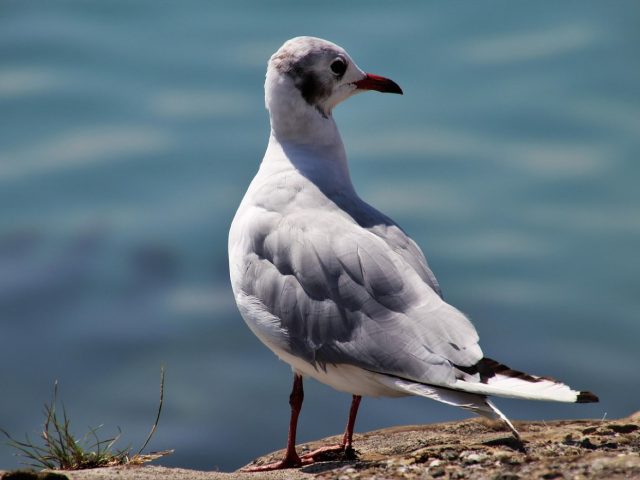 Ateliers d’écriture en bord de mer : guide pratique