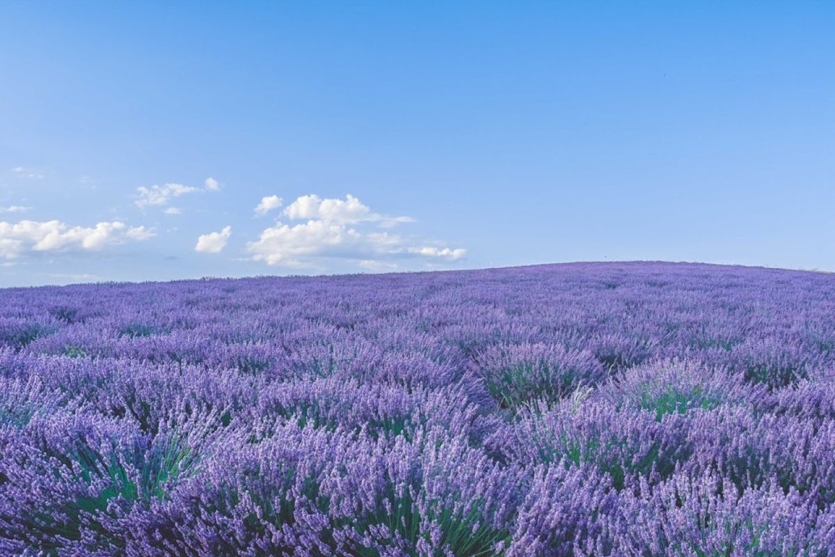 Itinéraire d'écriture en Provence : formats et repères
